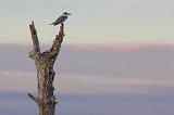 Perched Kingfisher_07950